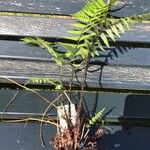 Dryopteris wallichiana Bark