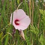 Hibiscus laevis Kukka