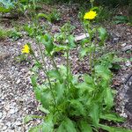 Hieracium amplexicaule Õis