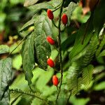 Urobotrya sparsiflora Плод