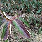 Cornus hongkongensis ഇല