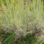 Artemisia tridentata Агульны выгляд