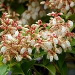 Pieris japonica 花