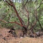 Arbutus menziesii Bark