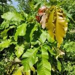 Myrianthus arboreus Blatt