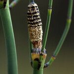 Equisetum laevigatum অভ্যাস