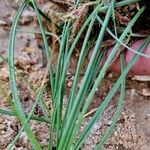 Cyperus longus Žievė