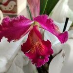 Cattleya jenmanii Кветка