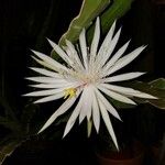 Epiphyllum hookeri Λουλούδι