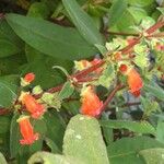 Kohleria spicata Flower