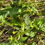 Vigna frutescens Blatt