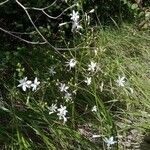 Anthericum ramosum Květ