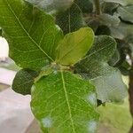 Beilschmiedia miersii Leaf