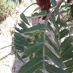 Rhus typhina पत्ता