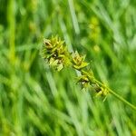 Carex spicata Fruct