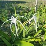 Hymenocallis caribaea फूल