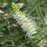 Mimosa tenuiflora पत्ता