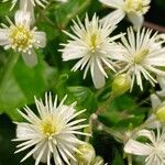 Clematis vitalba Flower