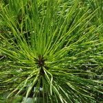 Pinus glabra Агульны выгляд