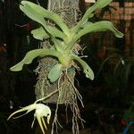Aeranthes grandiflora Alkat (teljes növény)