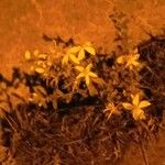 Hypericum canariense Blüte