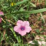 Linum pubescens Floare