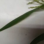 Paspalum paniculatum برگ