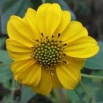 Viguiera dentata 花