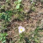 Baldellia ranunculoides Flower