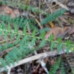 Filipendula vulgaris पत्ता