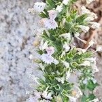 Nepeta cataria Flower