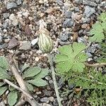 Centaurea cyanus Froito