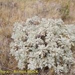 Artemisia gorgonum кора