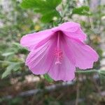 Hibiscus bifurcatus Cvet