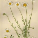 Leucanthemum monspeliense Habit