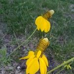 Ratibida columnifera Fleur