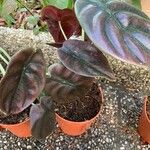 Alocasia cuprea List