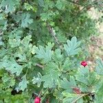 Crataegus azarolus Leaf