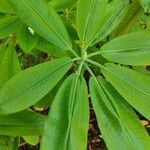 Rhododendron auriculatum Hoja