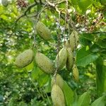 Pongamia pinnata Gyümölcs