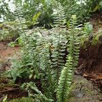 Asplenium erectum Habit