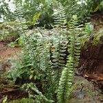 Asplenium erectum ശീലം