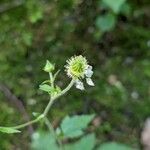 Geum canadense Ffrwyth