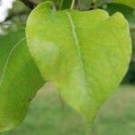 Pyrus ussuriensis Leaf