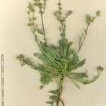 Corrigiola telephiifolia Autre