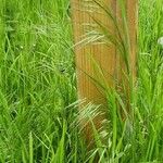 Bromus sterilis Frucht