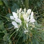 Cleoserrata speciosa Blomma