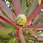 Leucadendron salignum Fruto