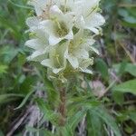 Campanula thyrsoides Blüte