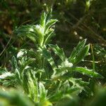 Sideritis fruticulosa Plante entière